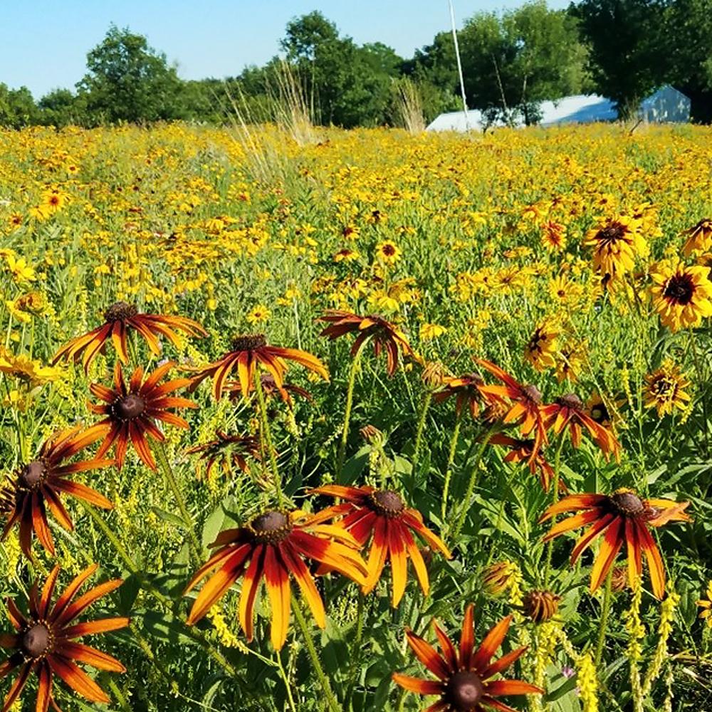 Picture of a field planted to attract pollinating insects.