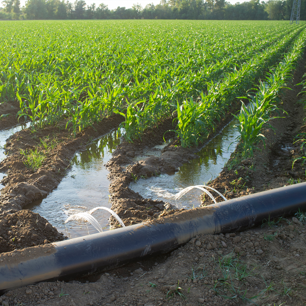 Picture of a pipe, running along the ground, putting water into a field of crops.
