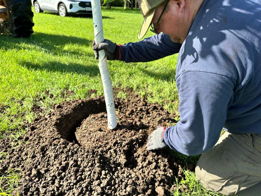 Close-up picture of man planting a tree.