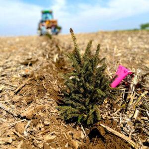 Close-up picture of a recently planted evergreen tree. Tractor in the background.