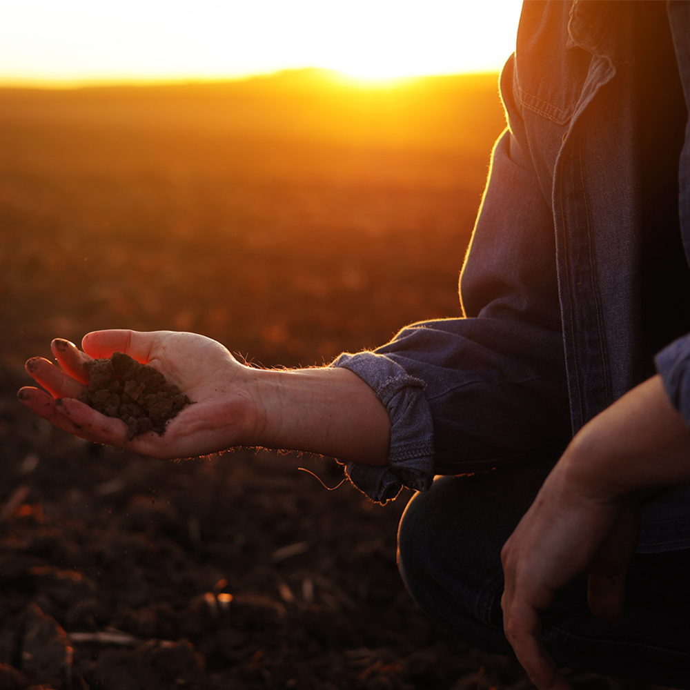A person holding soil in their hand in a field with the sun setting in the background.